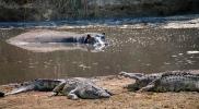 Nile crocodile, (Crocodylus niloticus), Crocodylidae, Crocodylinae, freshwater, Katavi National Park, Tanzania, ARAD01_018
