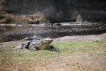 Nile crocodile, (Crocodylus niloticus), Crocodylidae, Crocodylinae, freshwater, Katavi National Park, Tanzania, ARAD01_020
