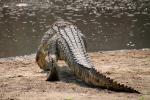 Nile crocodile, skin, (Crocodylus niloticus), Crocodylidae, Crocodylinae, freshwater, Katavi National Park, Tanzania
