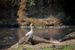 Nile crocodile, (Crocodylus niloticus), Crocodylidae, Crocodylinae, freshwater, Katavi National Park, Tanzania, ARAD01_023