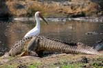 Nile crocodile, (Crocodylus niloticus), Crocodylidae, Crocodylinae, freshwater, Katavi National Park, Tanzania, ARAD01_023B