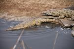 Slender-snouted Crocodile, (Crocodylus cataphractus), freshwater, Lake Tanganyika, ARAD01_025