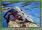 American Alligator, (Alligator mississippiensis), Crocodylia, Alligatoridae, ARAV01P01_08