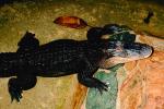 American Alligator, (Alligator mississippiensis), Crocodylia, Alligatoridae, ARAV01P02_01.2467