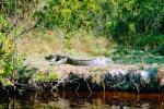 American Alligator, (Alligator mississippiensis), Crocodylia, Alligatoridae, ARAV01P02_03.2467