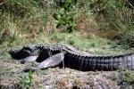American Alligator, (Alligator mississippiensis), Crocodylia, Alligatoridae, ARAV01P02_03
