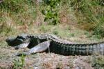American Alligator, (Alligator mississippiensis), Crocodylia, Alligatoridae, ARAV01P02_04.2467
