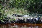 American Alligator Basking in the Sun, (Alligator mississippiensis), Crocodylia, Alligatoridae, ARAV01P02_04