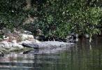 American Alligator, (Alligator mississippiensis), Crocodylia, Alligatoridae, ARAV01P02_05