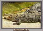 American Alligator, (Alligator mississippiensis), Crocodylia, Alligatoridae, ARAV01P02_06