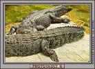 American Alligator, (Alligator mississippiensis), Crocodylia, Alligatoridae, ARAV01P02_07