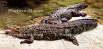 Alligator mississippiensis, Crocodylia, Alligatoridae, Mouth Agape, ARAV01P02_07B