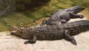 Alligator mississippiensis, Crocodylia, Alligatoridae, ARAV01P02_09B