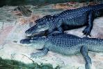 American Alligator, (Alligator mississippiensis), Crocodylia, Alligatoridae, ARAV01P03_11