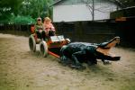 Two Girls on a Gator Pulled Cart, St. Augustine Alligator Farm, 1950s, ARAV01P03_14