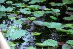 Water Lillies, pond, ARAV01P03_17
