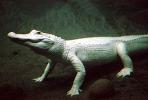 American Alligator, (Alligator mississippiensis), Crocodylia, Alligatoridae, ARAV01P04_04