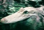 American Alligator, (Alligator mississippiensis), Crocodylia, Alligatoridae, ARAV01P04_09