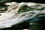 American Alligator, (Alligator mississippiensis), Crocodylia, Alligatoridae, ARAV01P04_13B