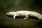 American Alligator, (Alligator mississippiensis), Crocodylia, Alligatoridae, ARAV01P04_19