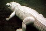 American Alligator, (Alligator mississippiensis), Crocodylia, Alligatoridae, ARAV01P05_07
