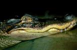 American Alligator, (Alligator mississippiensis), Crocodylia, Alligatoridae, ARAV01P05_09.1712