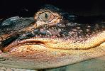 American Alligator, (Alligator mississippiensis), Crocodylia, Alligatoridae, ARAV01P05_09B.1712