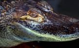 American Alligator, (Alligator mississippiensis), Crocodylia, Alligatoridae, ARAV01P06_09.1712