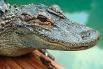 American Alligator, (Alligator mississippiensis), Crocodylia, Alligatoridae, ARAV01P06_13B.1712