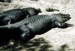 American Alligator, (Alligator mississippiensis), Crocodylia, Alligatoridae, ARAV01P07_06B