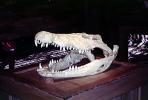 Crocodile skull, ARAV01P07_11