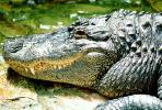 American Alligator, (Alligator mississippiensis), Crocodylia, Alligatoridae