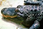 American Alligator, (Alligator mississippiensis), Crocodylia, Alligatoridae, ARAV01P08_10