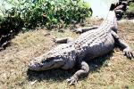 American Alligator, (Alligator mississippiensis), Crocodylia, Alligatoridae, ARAV01P09_11