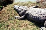 American Alligator, (Alligator mississippiensis), Crocodylia, Alligatoridae, ARAV01P09_12