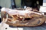 American Alligator, (Alligator mississippiensis), Crocodylia, Alligatoridae, ARAV01P09_16