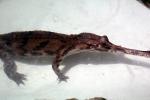 False Gharial or Malayan Gharial, (Tomistoma schlegelii), Crocodylidae, Tomistominae, ARAV01P11_01
