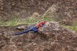 Rainbow Agama, (Agama agama), Iguania, Agamidae, Red and Blue, Africa, ARLD01_004