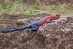 Rainbow Agama, (Agama agama), Iguania, Agamidae, Red and Blue, Africa, ARLD01_005