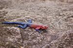 Rainbow Agama, (Agama agama), Iguania, Agamidae, Red and Blue, Africa, ARLD01_006