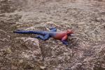 Rainbow Agama, (Agama agama), Iguania, Agamidae, Red and Blue, Africa, ARLD01_007