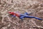 Rainbow Agama, (Agama agama), Iguania, Agamidae, Red and Blue, Africa, ARLD01_010