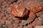 Saharan Spiny-tailed Lizard, (Uromastyx geyri), ARLD01_026