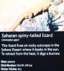 Saharan Spiny-tailed Lizard, Uromastyx geyri