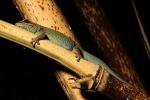 Gecko, ARLD01_035