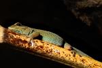 Gecko, ARLD01_036