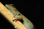 Gecko, ARLD01_039