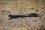 Nile Monitor Lizard, (Varanus niloticus), Lacertilia, Varanidae, Stealing Nile Crocodile Eggs, Katavi National Park, ARLD01_042