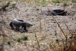Nile Monitor Lizard, (Varanus niloticus), Lacertilia, Varanidae, Stealing Nile Crocodile Eggs, Katavi National Park, ARLD01_043