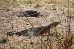 Nile Monitor Lizard, (Varanus niloticus), Lacertilia, Varanidae, Stealing Nile Crocodile Eggs, Katavi National Park, ARLD01_046